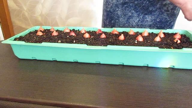 Начинаю посевные работы.03.12.2019 смотреть онлайн