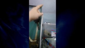 Система замены воды  в аквариуме с помощью шлангов и трубок пвх