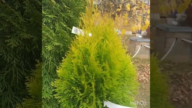 Туя Голден Смарагд. Сравниваю две туи:) смотреть онлайн