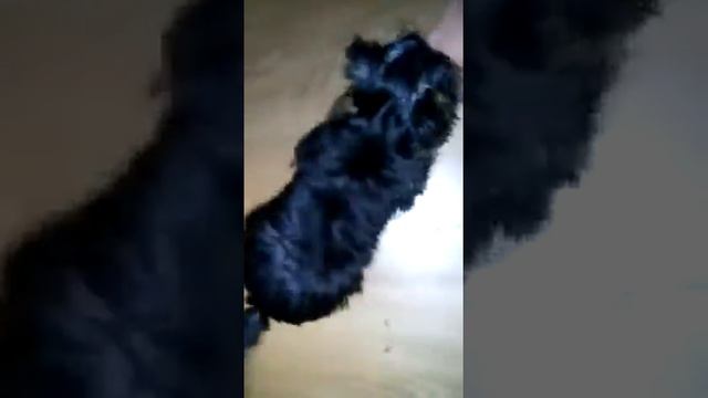 Йорк Цербер. Дрессировка. Cerberus. Training. смотреть онлайн