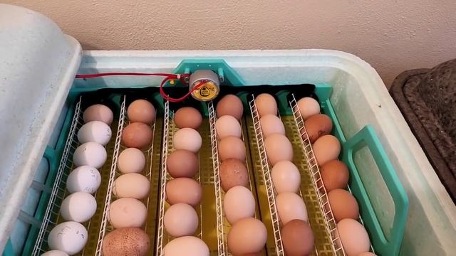 МЫ ИХ НЕ ЖДАЛИ А ОНИ ЛЕЗУТ! У НАС ПОПОЛНЕНИЕ! ВЫЛУПЛЕНИЕ ЦЫПЛЯТ В СУПЕР ИНКУБАТОРЕ. ТЕПЛУША ЛЮКС ? смотреть онлайн