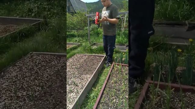 Мульчирование грядок шелухой семечек или ореха.