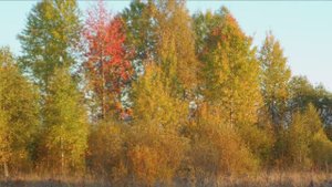 Охота желанная пора.mp4