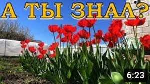 ТЮЛЬПАНЫ отцвели, что делать дальше????