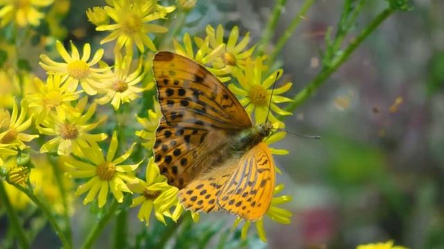 А. Фет "Я не знаю,не скажу я". смотреть онлайн