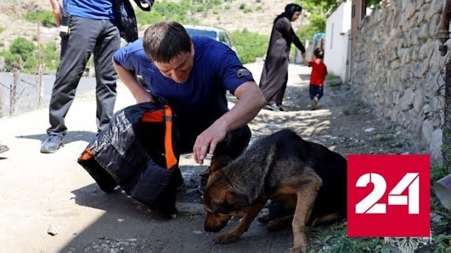В Дагестане спасли истощенную дворнягу с острова посреди горной реки - Россия 24 