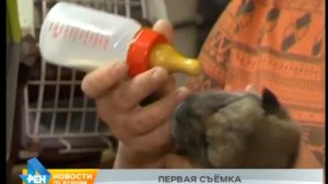 Трёх волчат выкармливают в иркутской зоогалерее