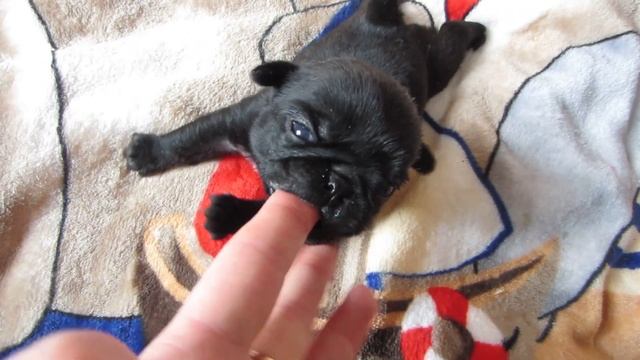 3. Щенки мопса д,р 09.03.2019, питомник "Шани Шан" смотреть онлайн