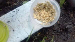 Посадка ОГУРЦОВ  рядом с ПОДСОЛНУХАМИ . Закончилась посадка ОГУРЕЧНОГО сезона.  23.06.2018г.