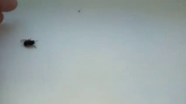 РЖАЧ Анти Expunged Лучший Обезумел и превратился в муху смотреть онлайн