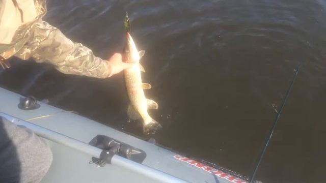 Щучка с язвой,на Kuusamo Hauki смотреть онлайн