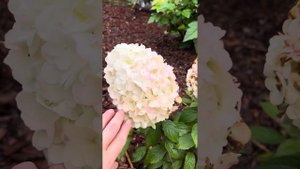 Метельчатая гортензия Мэджикал Монблан конец августа🌸