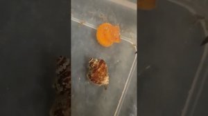 Рапана охотится на морского гребешка