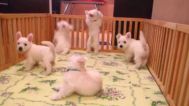 Щенки Вест Хайленд Уайт Терьера играются смотреть онлайн