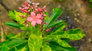 Jatropha integerrima