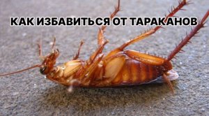 Как избавиться от тараканов в квартире.