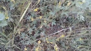 Лекарственное растение донник. Полезные свойства и противопоказания