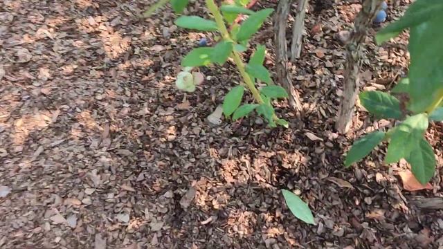 Голубика в Подмосковье. Сергиев Посад, август 2022 г смотреть онлайн