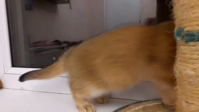 Золотая  шиншилла, шотландская  вислоухая!