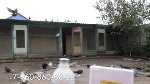 Вакцина для голубей! Подготовка и применение вакцины!