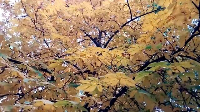 Красивые желтые осенние листья каштана конского Beautiful yellow autumn horse chestnut leaves 美丽的黄色 смотреть онлайн