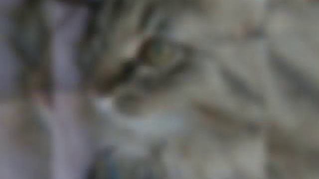 Сибирская кошка на прогулке