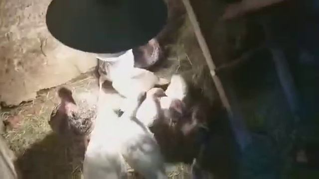 ДСТВ"Лукошко"/руководитель Давиденко Нина Сергеевна/ представляет рубрику"Домашние птицы и животные смотреть онлайн