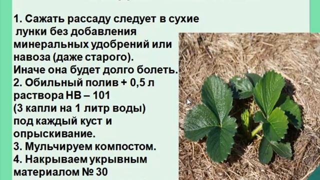 Выращивание земляники