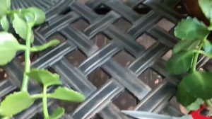 Каланхоэ. Обрезка и размножение черенками.