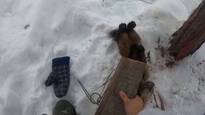 Поймал соболя на колбасу. Самодельная КУЛЕМКА