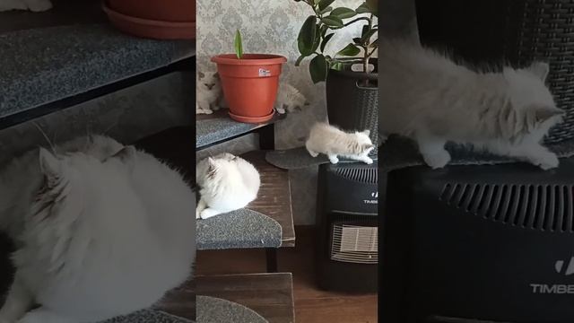 Наши путешественники. Котята породы Рэгдолл. Тряпичная кукла.