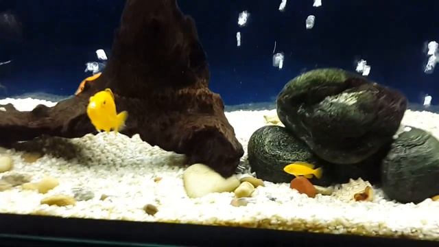 Добавил двух парчовых сомов "Птеригоплихт" смотреть онлайн