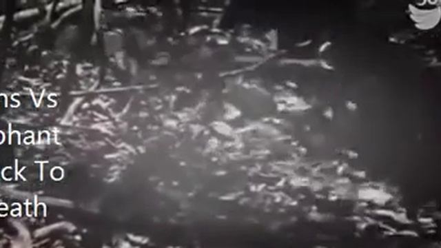 Giant Anaconda vs Lion vs Tiger Great Python vs Lion Real Fight смотреть онлайн