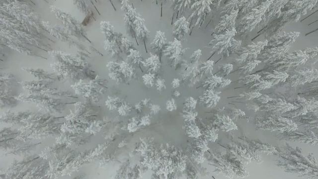 Снежный лес деревни Санта Клауса.