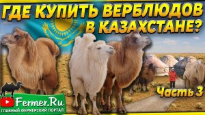 Верблюды на продажу. Бизнес по разведению верблюдов. Верблюды в казахской степи. Водопой верблюдов.