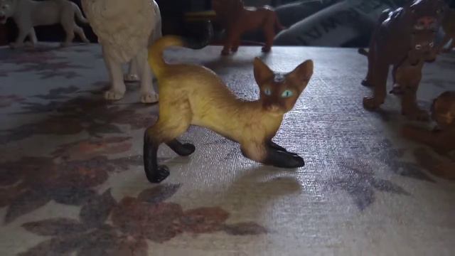 обзор на сиамскую кошку завтра сима смотреть онлайн