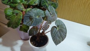 Моя коллекция бегоний природников Часть 3