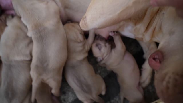 ПОДСТАВИЛ ЧУЖОГО ЩЕНКА ПИТБУЛЯ, КИМИ !!! РЕАКЦИЯ НА ЧУЖОГО ЩЕНКА МЕНЯ УДИВИЛА !!! смотреть онлайн