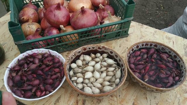 Посадка лука севка. Все секреты больших луковиц! смотреть онлайн
