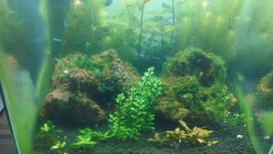 Нано аквариум 30литров. КРЕВЕТОЧНИК.   3 недели после запуска.