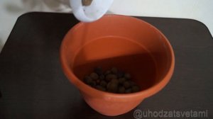 Как спасти Дримиопсис? Вянут и желтеют листья.