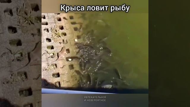 Крыса ловит рыбу