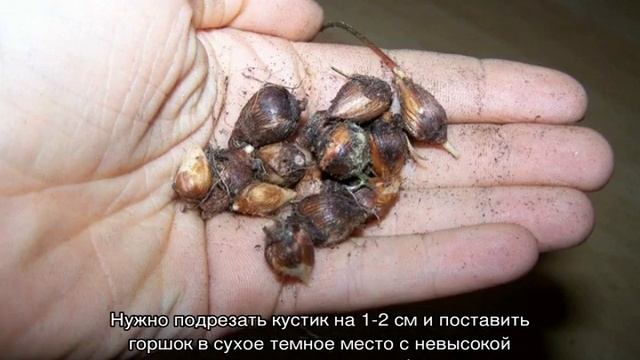 Кислица комнатная — как выращивать дома