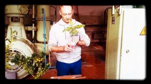 Щитовка: как бороться в домашних условиях, простой способ.