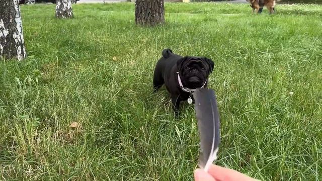 Поклоняются и целуют ноги. Магия качели. Подарок. Доработка двери. Поставила всех на колени. смотреть онлайн