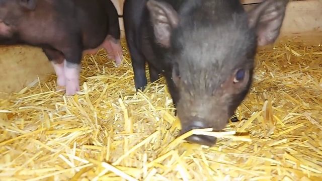 поросята крупным планом) смотреть онлайн