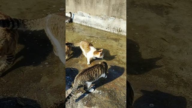 котики приходят рыбу ловить Ялта