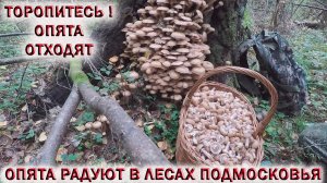 ?ОСЕННИЕ ОПЯТА РАДУЮТ В ЛЕСАХ ПОДМОСКОВЬЯ.?ТОРОПИТЕСЬ ! ОПЯТА ОТХОДЯТ