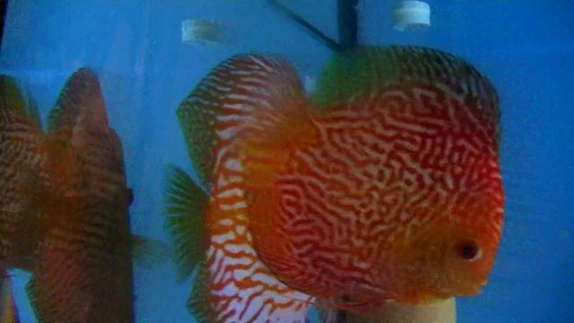 Работа на разводне с парами, мальком и подростками #discus #дискусы #разводня #aquarium #аквариум смотреть онлайн