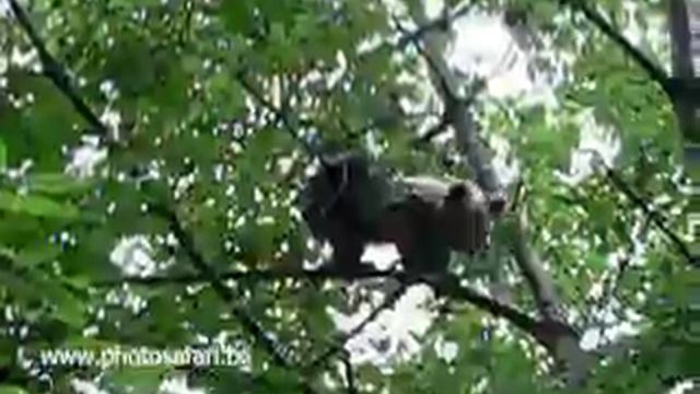 Мече на череша смотреть онлайн